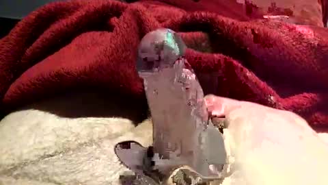 Snapshot of virtual_hand_player chatting on 01/31/25, 06:36 virtual_hand_player online show from 01/31/25, 06:36