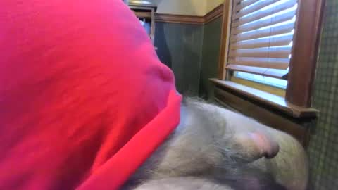 whydog online show from 01/04/25, 10:24