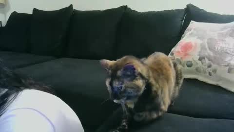 Snapshot of wrenleigh chatting on 10/15/25, 06:35 Crystal Lake online show from 10/15/25, 06:35