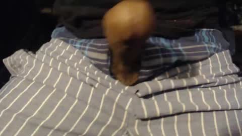 Snapshot of xentric777 chatting on 10/31/25, 08:04 xentric777 online show from 10/31/25, 08:04