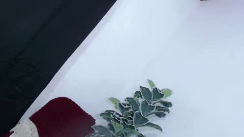 yams_kitty69 online show from 11/22/25, 09:19