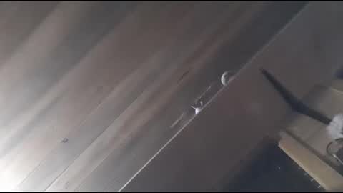 Snapshot of yessirprincesspet chatting on 11/30/25, 06:39 yessirprincesspet online show from 11/30/25, 06:39