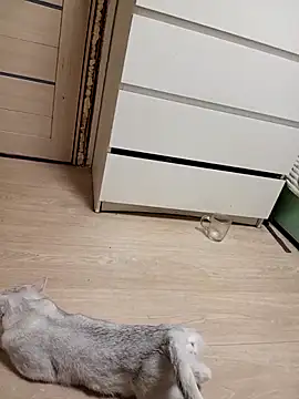 Snapshot of Linda_Gregory chatting on 02/18/26, 11:33 Linda Gregory online show from 02/18/26, 11:33