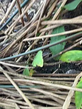 Snapshot of Yurt000 chatting on 09/11/25, 03:17 Yurt000 online show from 09/11/25, 03:17