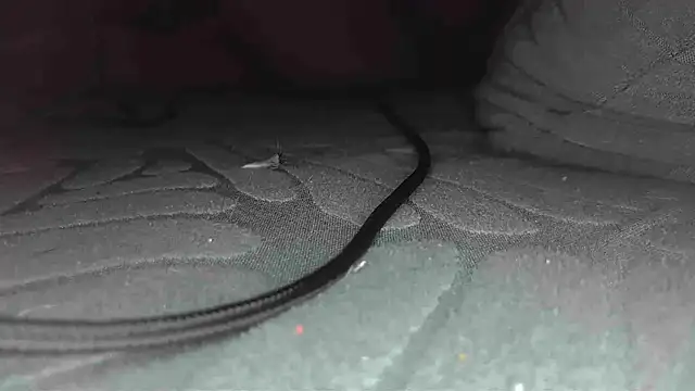 Snapshot of sclax38 chatting on 01/01/25, 12:00 sclax38 online show from 01/01/25, 12:00