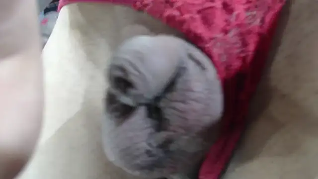 Snapshot of emma_onassis_17 chatting on 01/01/25, 09:17 emma onassis 17 online show from 01/01/25, 09:17