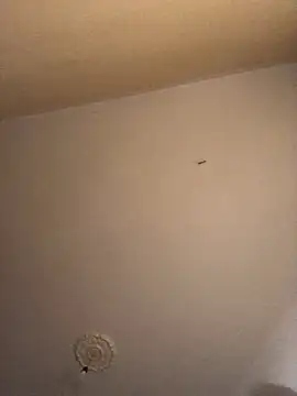 ClatteryPrexy online show from 12/16/24, 04:27