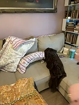 Snapshot of GingerSnap33 chatting on 01/18/26, 06:34 GingerSnap33 online show from 01/18/26, 06:34