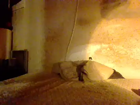 Nightshade7712 online show from 02/27/25, 08:50