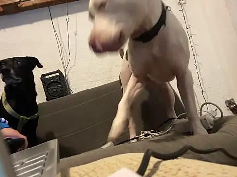 Snapshot of EnricoGio chatting on 12/17/24, 11:49 EnricoGio online show from 12/17/24, 11:49