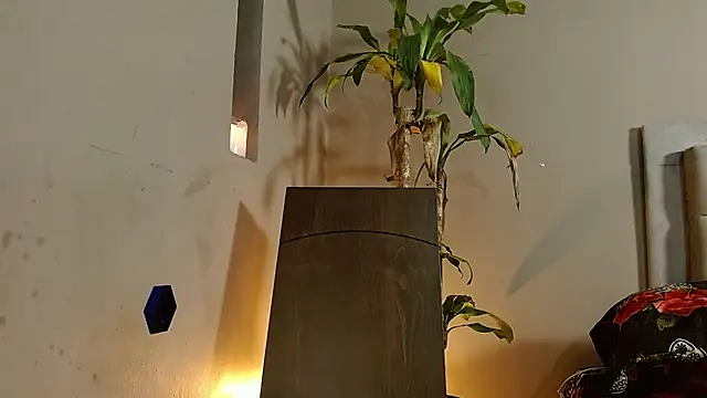 Mr WhiteCock online show from 12/26/24, 06:22