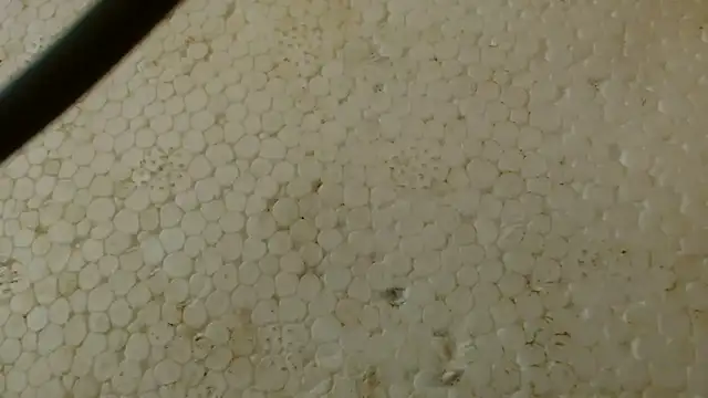 Snapshot of titi_fiesta chatting on 02/01/26, 05:39 titi fiesta online show from 02/01/26, 05:39