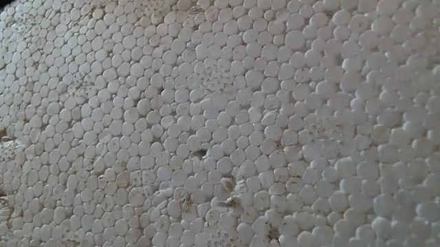 Snapshot of titi_fiesta chatting on 02/24/26, 08:01 titi fiesta online show from 02/24/26, 08:01