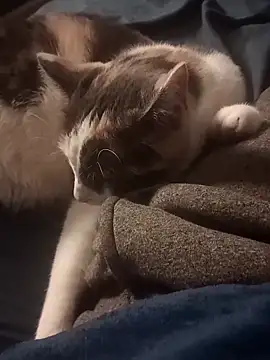 AmazonianMistress online show from 02/10/25, 08:31