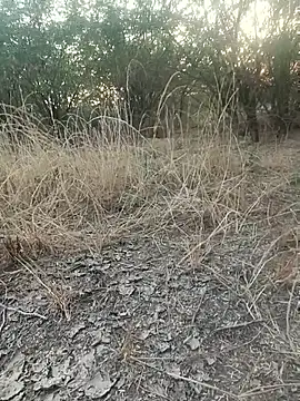 lovesuna online show from 12/20/25, 02:07