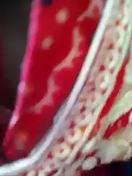 Bengoli--bhabhi online show from 02/22/25, 04:18