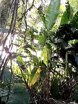 Snapshot of tuwegon chatting on 06/17/26, 09:38 tuwegon online show from 06/17/26, 09:38