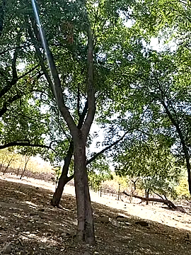 Liancy online show from 10/09/25, 06:50