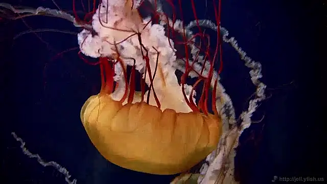 Snapshot of streamy_test11 chatting on 12/02/24, 08:09 streamy test11 online show from 12/02/24, 08:09