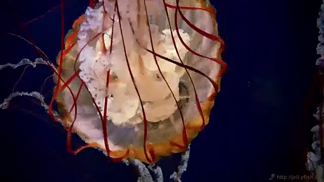 Snapshot of streamy_test11 chatting on 12/03/24, 09:55 streamy test11 online show from 12/03/24, 09:55