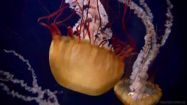 Snapshot of streamy_test11 chatting on 12/12/24, 08:14 streamy test11 online show from 12/12/24, 08:14