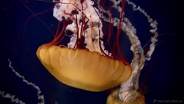 Snapshot of streamy_test11 chatting on 02/10/25, 08:09 streamy test11 online show from 02/10/25, 08:09