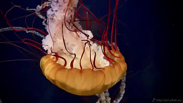 Snapshot of streamy_test11 chatting on 02/28/25, 08:09 streamy test11 online show from 02/28/25, 08:09