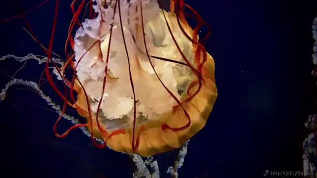 Snapshot of streamy_test11 chatting on 09/23/25, 11:24 streamy test11 online show from 09/23/25, 11:24