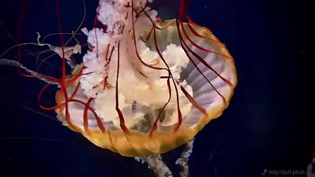 Snapshot of streamy_test11 chatting on 10/06/25, 12:57 streamy test11 online show from 10/06/25, 12:57