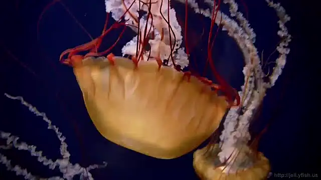 Snapshot of streamy_test13 chatting on 12/03/24, 09:55 streamy test13 online show from 12/03/24, 09:55