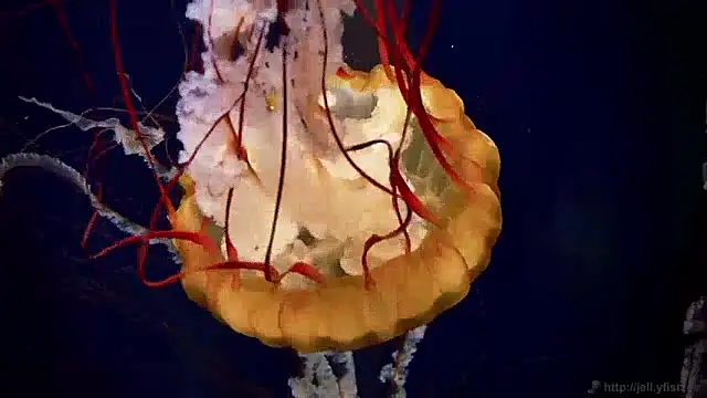 Snapshot of streamy_test13 chatting on 12/04/24, 08:12 streamy test13 online show from 12/04/24, 08:12