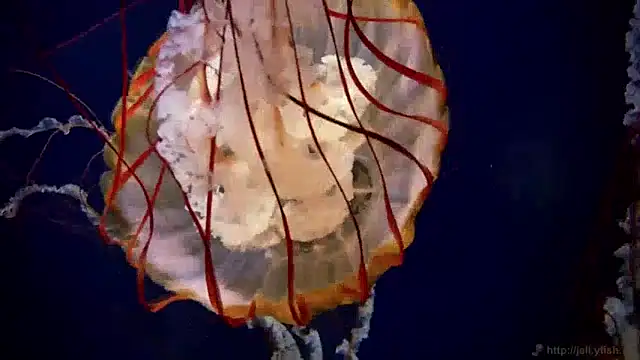 Snapshot of streamy_test13 chatting on 12/20/24, 01:11 streamy test13 online show from 12/20/24, 01:11