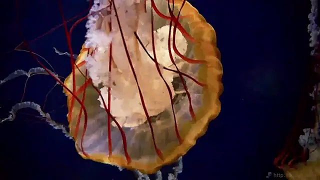 Snapshot of streamy_test13 chatting on 01/15/25, 08:09 streamy test13 online show from 01/15/25, 08:09