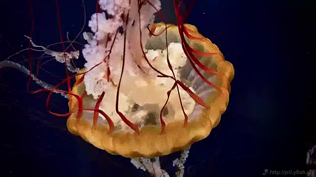 Snapshot of streamy_test13 chatting on 01/28/25, 08:14 streamy test13 online show from 01/28/25, 08:14