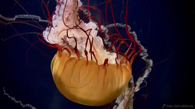 Snapshot of streamy_test13 chatting on 02/03/25, 08:13 streamy test13 online show from 02/03/25, 08:13