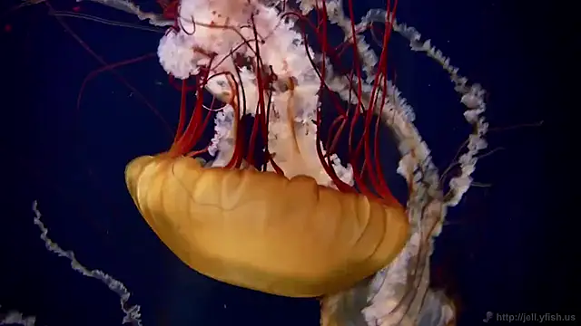 Snapshot of streamy_test13 chatting on 02/04/25, 08:13 streamy test13 online show from 02/04/25, 08:13