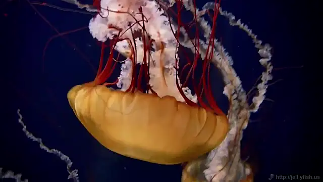 Snapshot of streamy_test13 chatting on 02/17/25, 08:09 streamy test13 online show from 02/17/25, 08:09