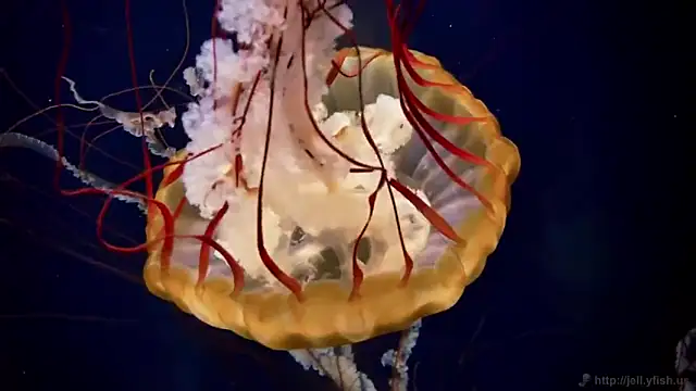 Snapshot of streamy_test13 chatting on 03/07/25, 08:13 streamy test13 online show from 03/07/25, 08:13