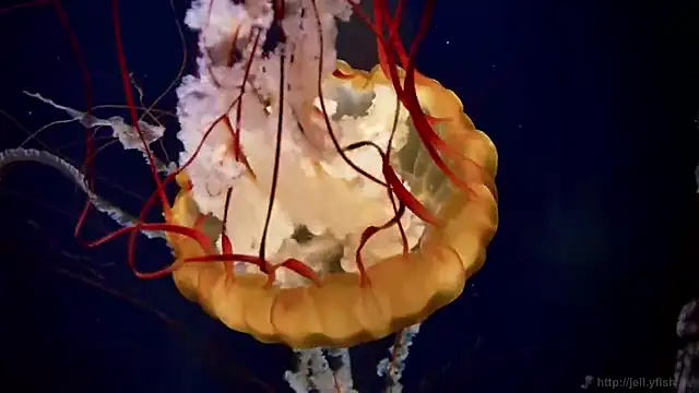 Snapshot of streamy_test13 chatting on 03/14/25, 08:10 streamy test13 online show from 03/14/25, 08:10