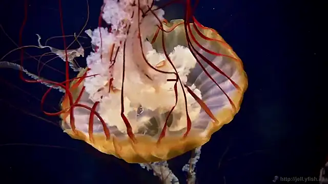 Snapshot of streamy_test13 chatting on 10/07/25, 10:56 streamy test13 online show from 10/07/25, 10:56