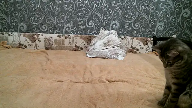 DennisXCaroll online show from 02/23/25, 08:33