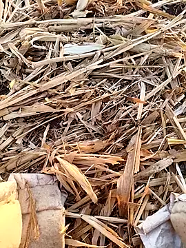 murokkk31 online show from 09/16/25, 03:18