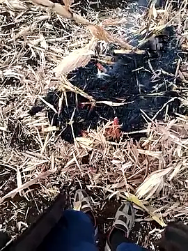 murokkk31 online show from 11/27/25, 04:03