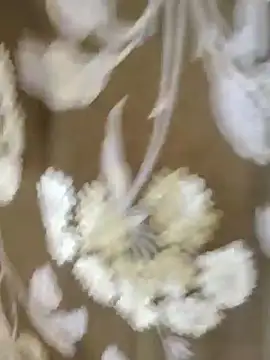 Snapshot of Raat_ki_rani_ chatting on 01/04/25, 05:05 Raat ki rani  online show from 01/04/25, 05:05