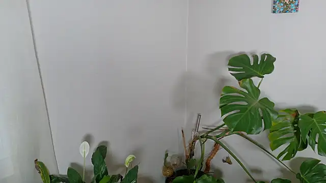 Snapshot of MistressKatie13xxx chatting on 01/15/26, 09:29 MistressKatie13xxx online show from 01/15/26, 09:29