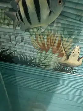 Snapshot of Mr_joh chatting on 11/07/25, 06:02 Mr joh online show from 11/07/25, 06:02