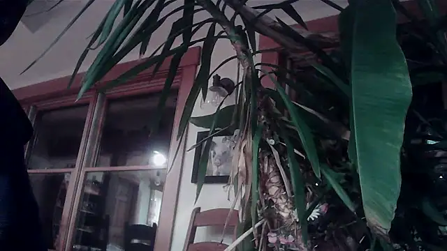 Snapshot of KittingGrappler chatting on 11/15/25, 10:48 KittingGrappler online show from 11/15/25, 10:48