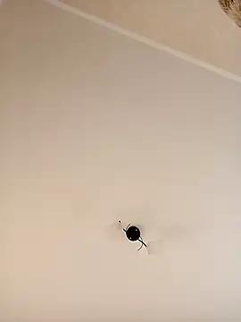 YuliannaFox online show from 12/24/24, 07:06