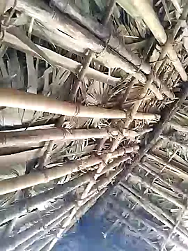 Snapshot of Mrveda66 chatting on 02/09/26, 06:17 Mrveda66 online show from 02/09/26, 06:17