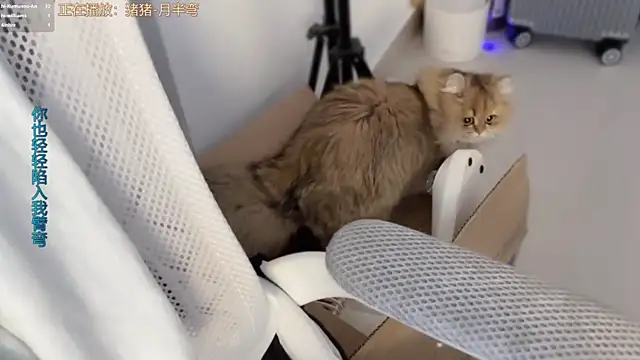 AnAn-520 online show from 03/11/26, 03:18